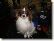 Andreas Golyski Raj-11 měsíců