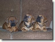 štěnátka- of Malizi Doghouse