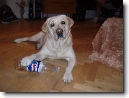 Andy Sviadnovský kozlík