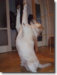 Andy Sviadnovský kozlík