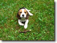 Bude ze mě lovec......pro začátek jsem čapnul klacík :)