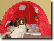 Papillonci stanují:-)