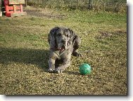 Jak jinak než IGOREK