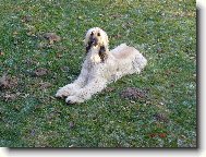 Aragorn Chlupatý Poklad