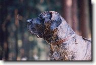 Crusado Maokama ,šest let