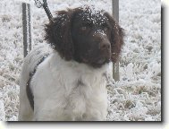 Brix od Zajícova mlýna