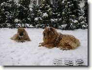 zasněžená romance