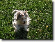 Nejsem vořech, jsem jen rozcuchanej