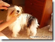 česání je odporné