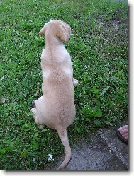 Andy(Endýsek) 10ti týdenní