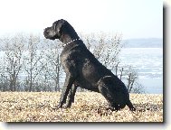 Kürass z Josefovských bud