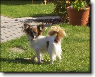 Amélia Camilla Altair