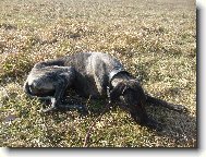 Káliha Bohemia Genao