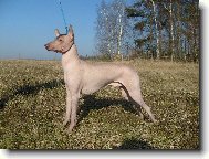 Peruánský naháč velký