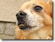 Čumín a jeho šuplík