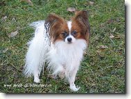 Eset porubský květ