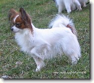 Eset porubský květ