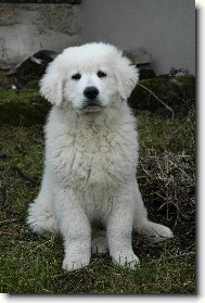 Čiro - necelé tři měsíce