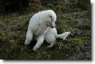 Skotačící Čiro - necelé tři měsíce