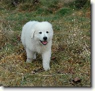 Čiro - necelé tři měsíce II