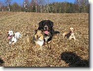 Brit, Beny, Kačenka a Betynka