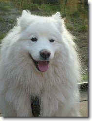 Roztomilý Samojed