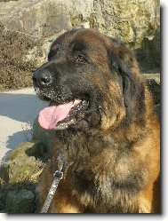 Zlatíí Leonberger