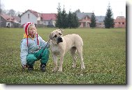 Boerboel- Istra from South Afrika(5 měsíců)