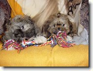 Charlie a Niki bráškové