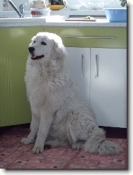 Aschenka - 8 měsíců