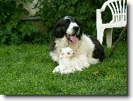 Pyrenejský mastin a štěně havanského psíka