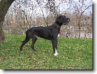 Dante Český Sirius