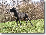 Dante Český Sirius