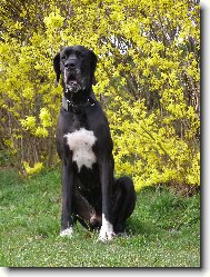 Dante Český Sirius