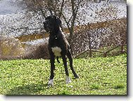 Dante Český Sirius