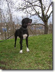 Dante Český Sirius