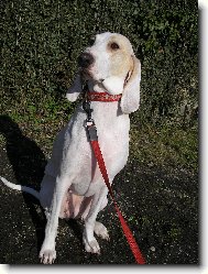 porcelaine:besi z dianských luk -"tonička"