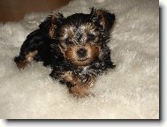 Přeji krásný den.....