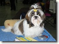 Beltine od Šumavské brány