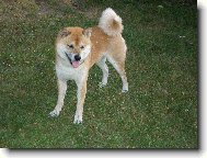 to jsem zase jednou lítal za konví =)