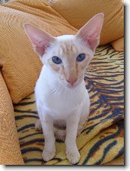 Siamská kočka s červenými odznaky