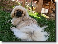 Pekinéz
