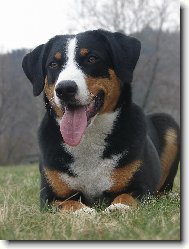 Abora z Velkého Újezda