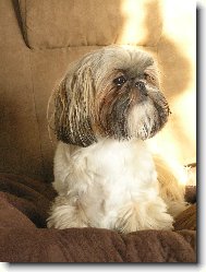 Náš miláček Aisha