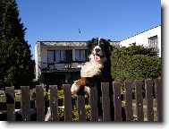 čekání na paničku