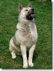 Archi je už mládenec