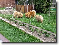 setkání čauáčků