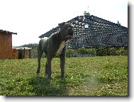 Jošák má deset měsíců