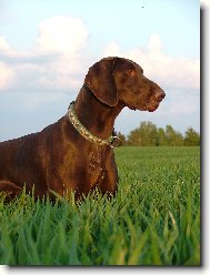 Nessi z Bilice (ChS ze Štípek)