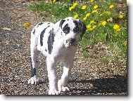 Bartholomew Žíhaný Anděl (Bártík)